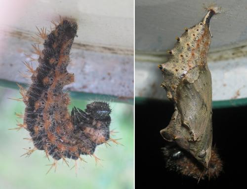 Nymphalis polychloros